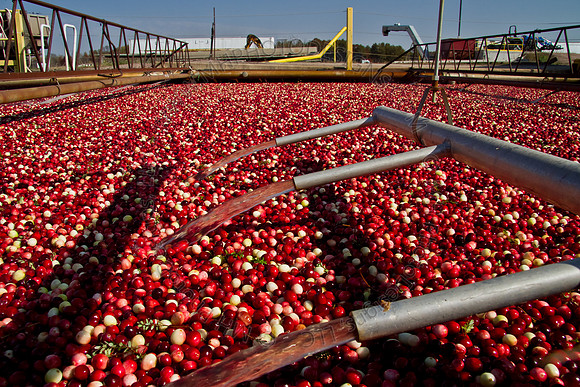 Cranberry Marsh 2010-117