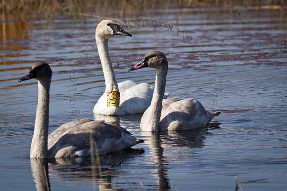 Cranberry Marsh 2010-036