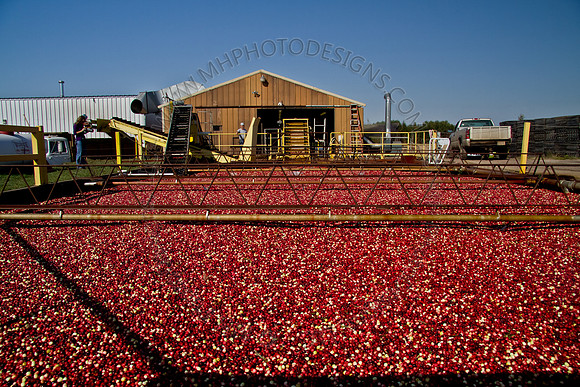 Cranberry Marsh 2010-125