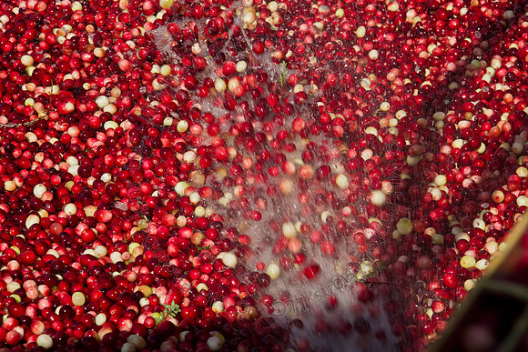 Cranberry Marsh 2010-127