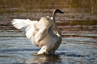 Cranberry Marsh 2010-018