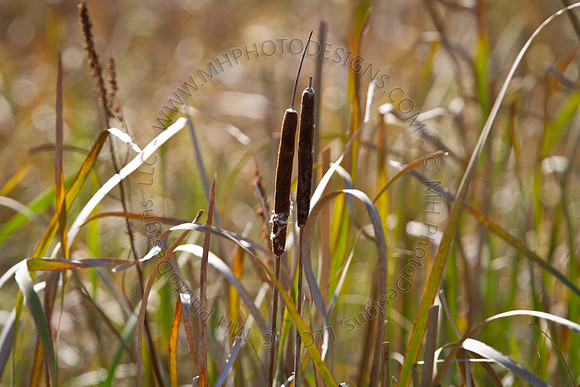 Cranberry Marsh 2010-047