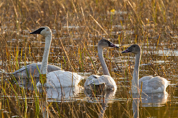 Cranberry Marsh 2010-170