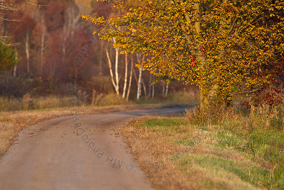 Cranberry Marsh 2010-175