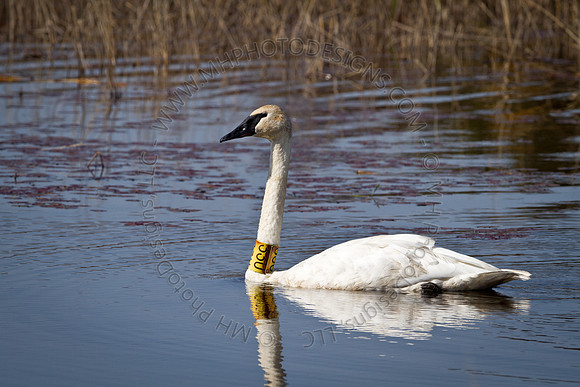 Cranberry Marsh 2010-035