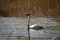 Cranberry Marsh 2010-006