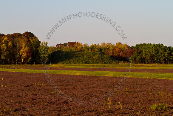 Cranberry Marsh 2010-166