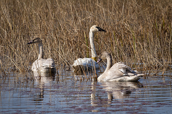 Cranberry Marsh 2010-037