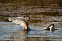 Cranberry Marsh 2010-012