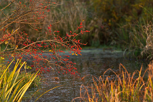Cranberry Marsh 2010-176