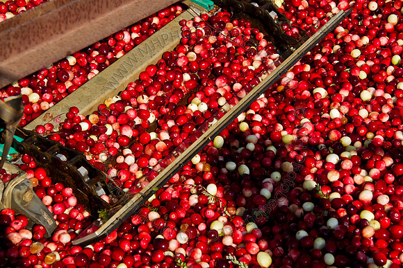 Cranberry Marsh 2010-118