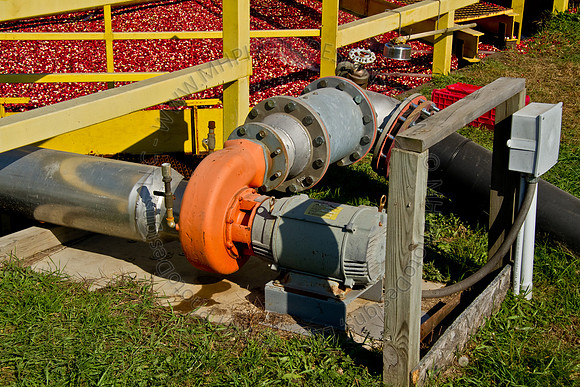 Cranberry Marsh 2010-132