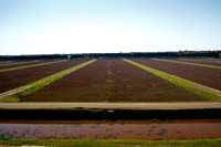 Cranberry Marsh 2010-004
