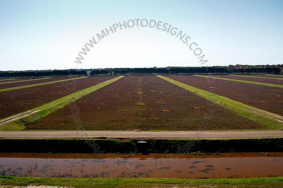 Cranberry Marsh 2010-004