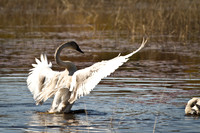 Cranberry Marsh 2010-016