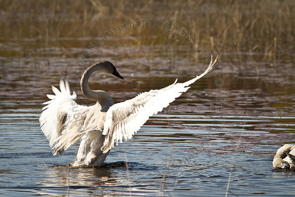 Cranberry Marsh 2010-016