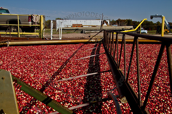 Cranberry Marsh 2010-122