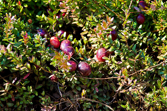 Cranberry Marsh 2010-061