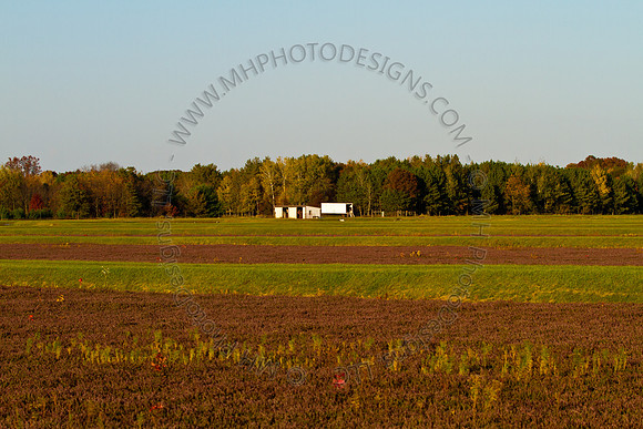 Cranberry Marsh 2010-164