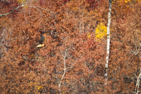 Cranberry Marsh 2010-041