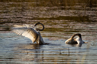Cranberry Marsh 2010-009