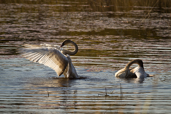 Cranberry Marsh 2010-009
