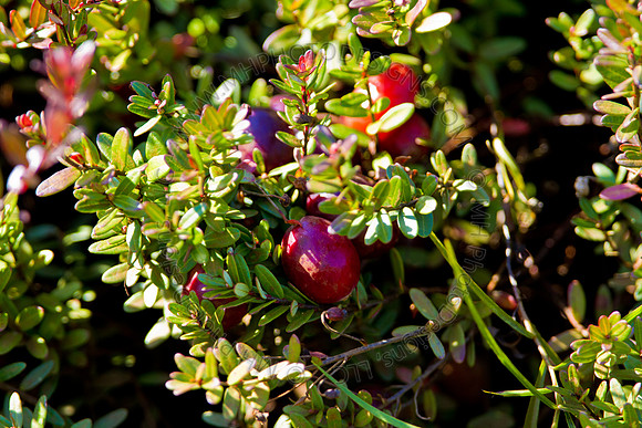 Cranberry Marsh 2010-063