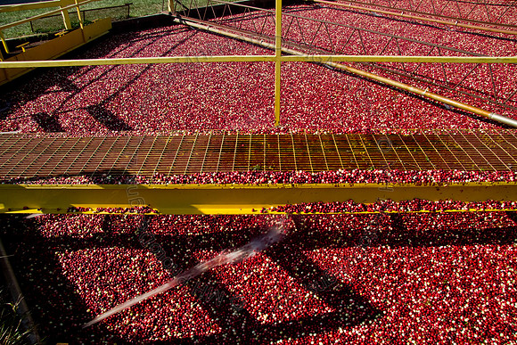 Cranberry Marsh 2010-133