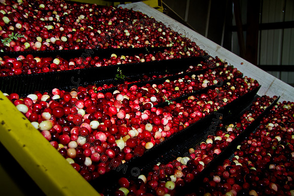 Cranberry Marsh 2010-149