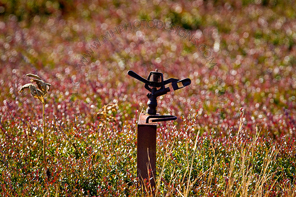 Cranberry Marsh 2010-059