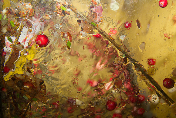 Cranberry Marsh 2010-148