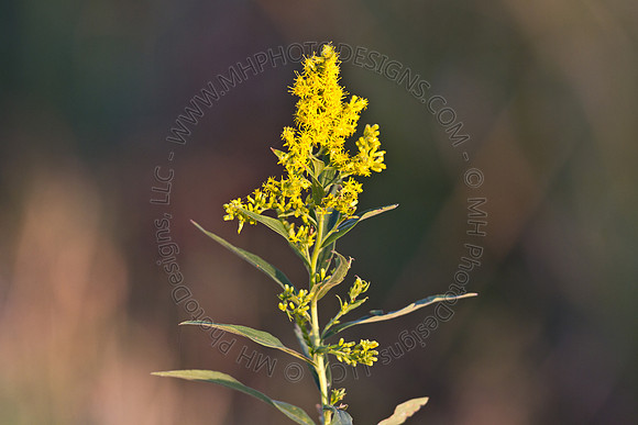 Cranberry Marsh 2010-174