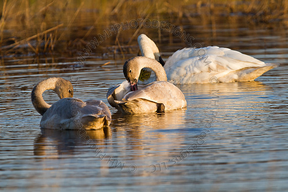 Cranberry Marsh 2010-172