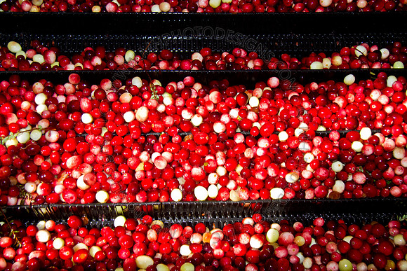 Cranberry Marsh 2010-144
