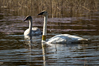 Cranberry Marsh 2010-019