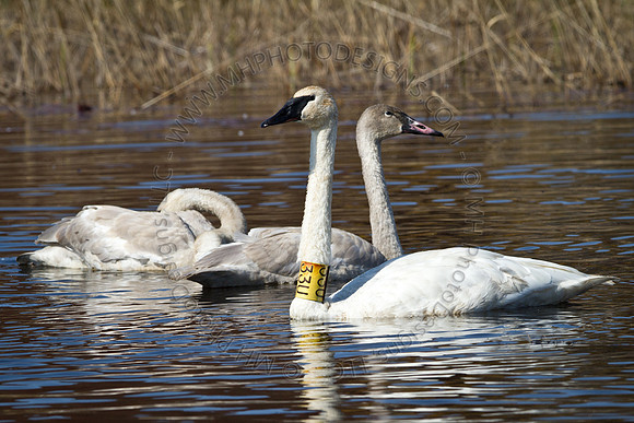 Cranberry Marsh 2010-024