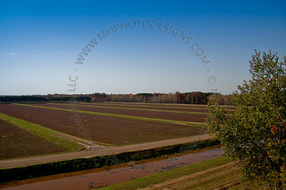 Cranberry Marsh 2010-003