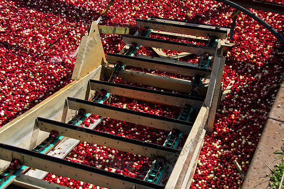 Cranberry Marsh 2010-120