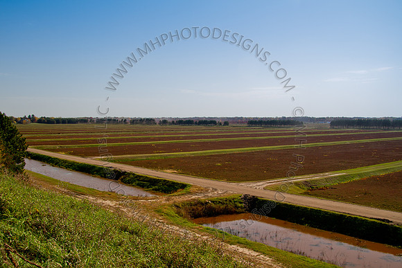 Cranberry Marsh 2010-001