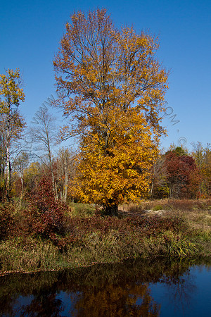 Cranberry Marsh 2010-088