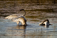 Cranberry Marsh 2010-013