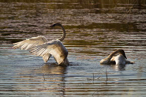 Cranberry Marsh 2010-013