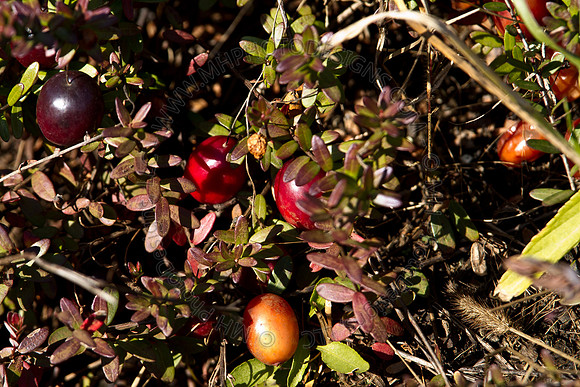 Cranberry Marsh 2010-071