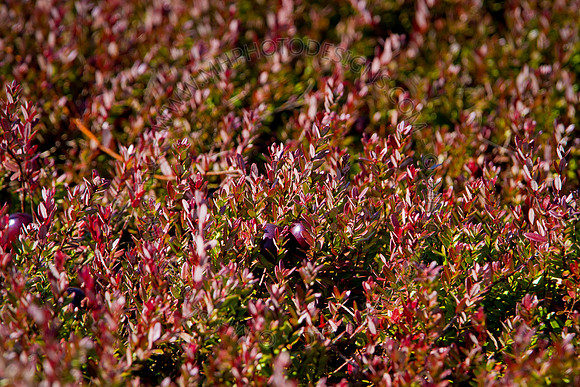 Cranberry Marsh 2010-060