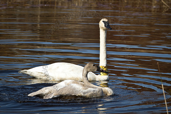 Cranberry Marsh 2010-021