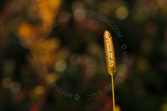 Cranberry Marsh 2010-168
