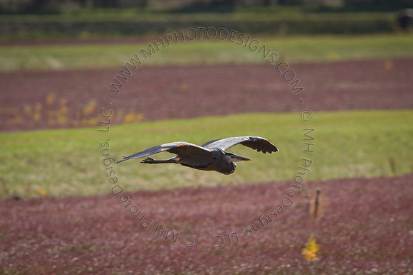 Cranberry Marsh 2010-056