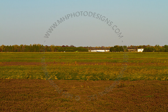 Cranberry Marsh 2010-163