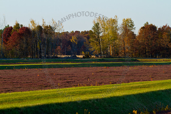 Cranberry Marsh 2010-165
