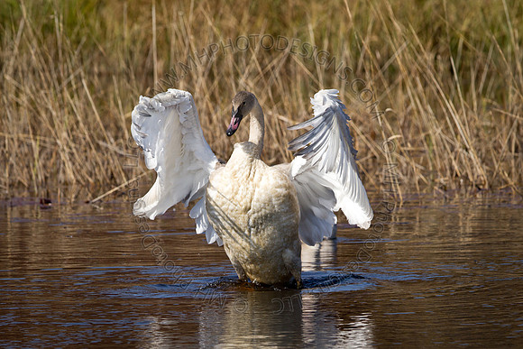 Cranberry Marsh 2010-029